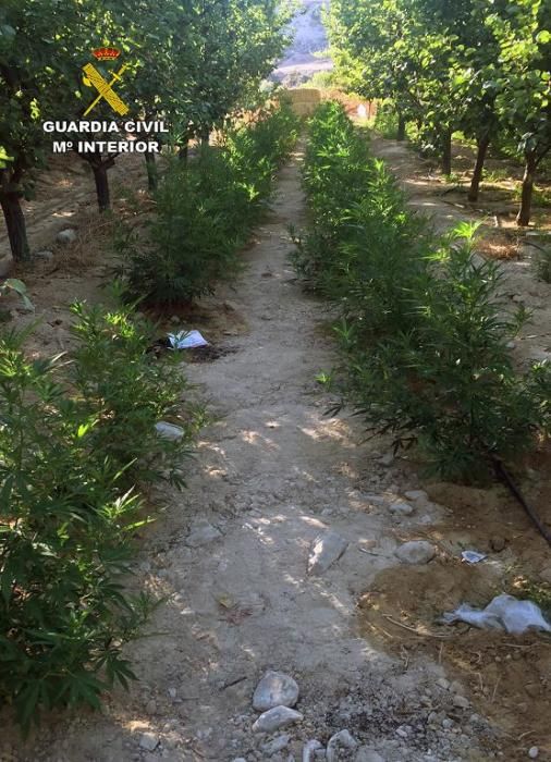 La Guardia Civil desmantela una plantación con más de 2.000 plantas de marihuana en Ulea