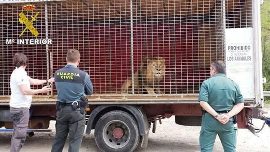 Rescatan al león de un circo  que llevaba un año encerrado