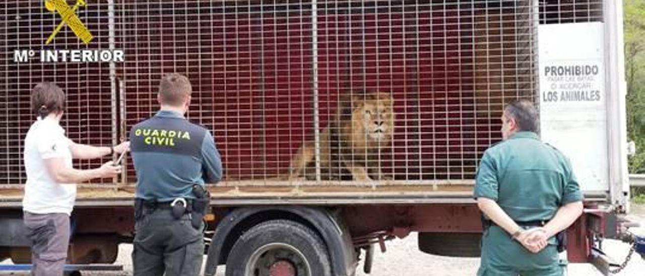 La Guardia Civil rescata al león de un circo que llevaba un año encerrado