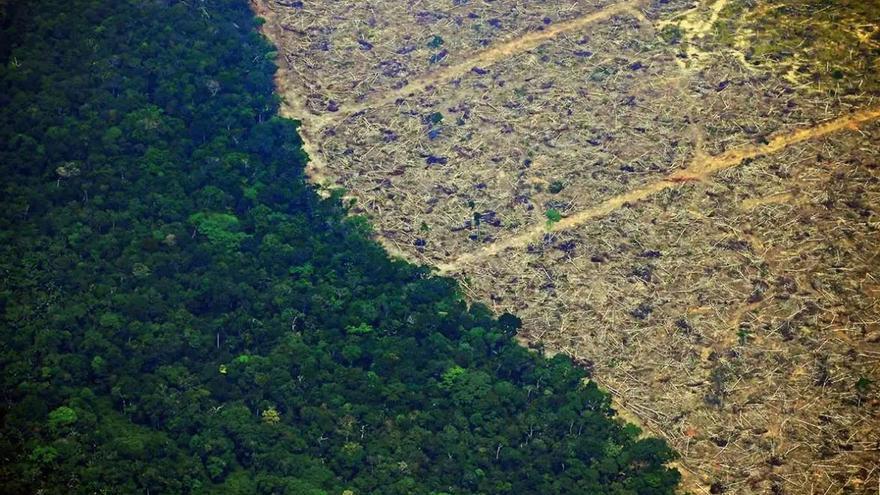 La deforestación busca a menudo buscar pastos para la ganadería