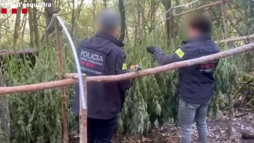 Plantacions de marihuana al Pirineu: desmantellen dues bandes, una amb ramificacions a Lloret