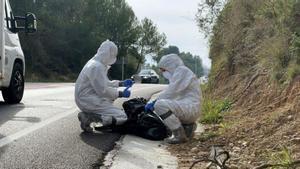 L’UME es desplega a Collserola per la pesta porcina