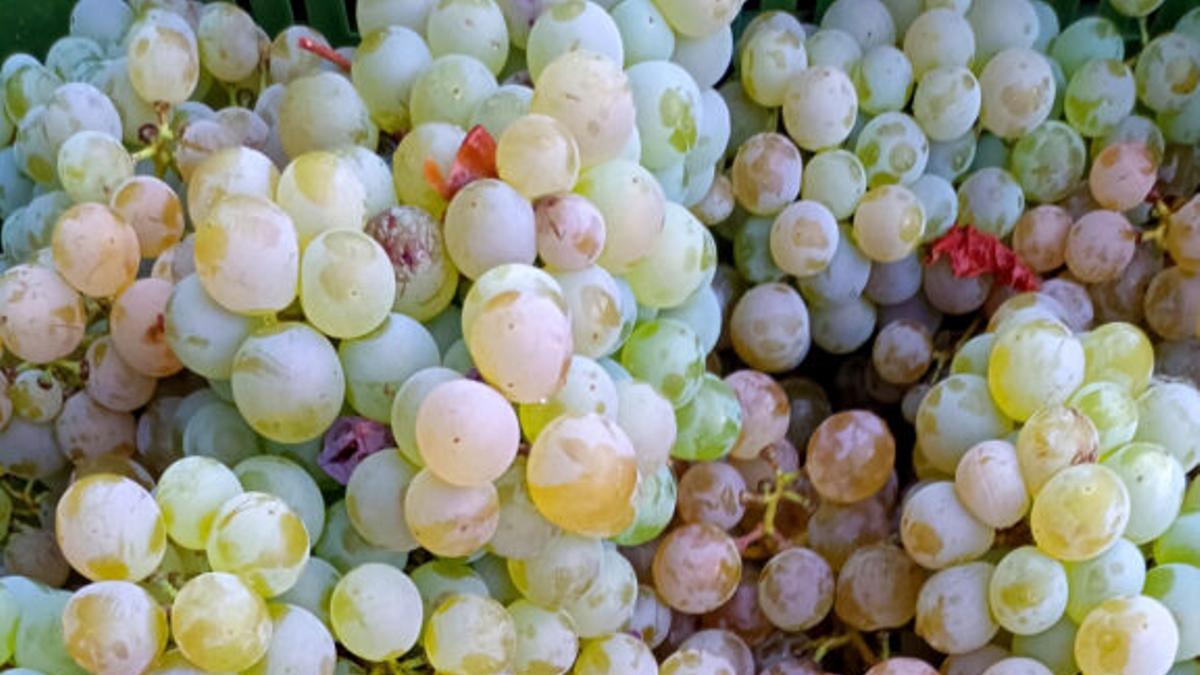 La vendimia de Vi de la Terra Mallorca concluye con 4.440 toneladas.