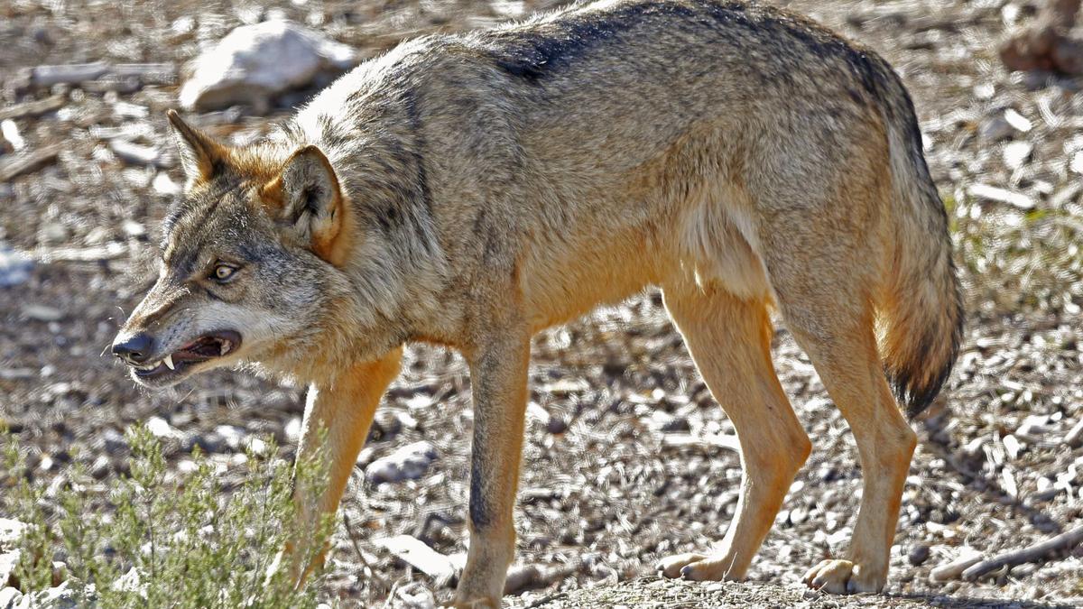 La protección del lobo en todo el territorio nacional