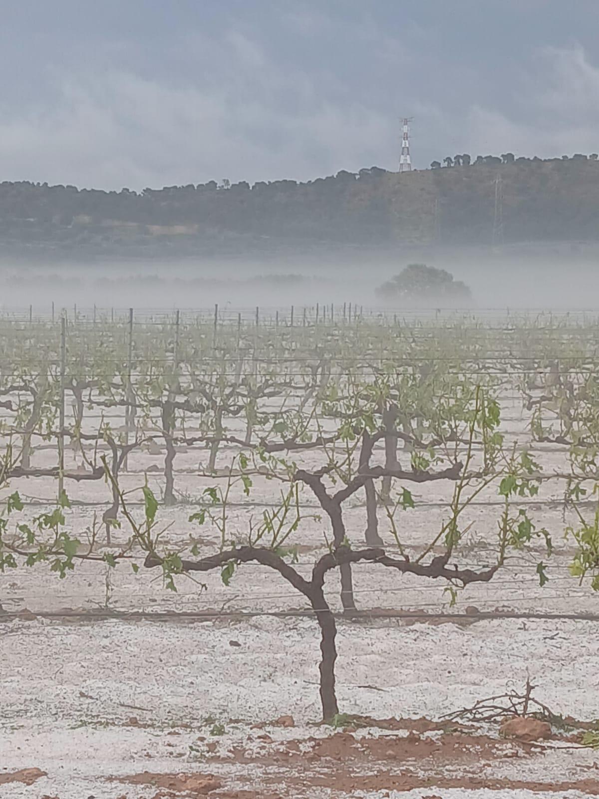 Granizo en uno de los campos.