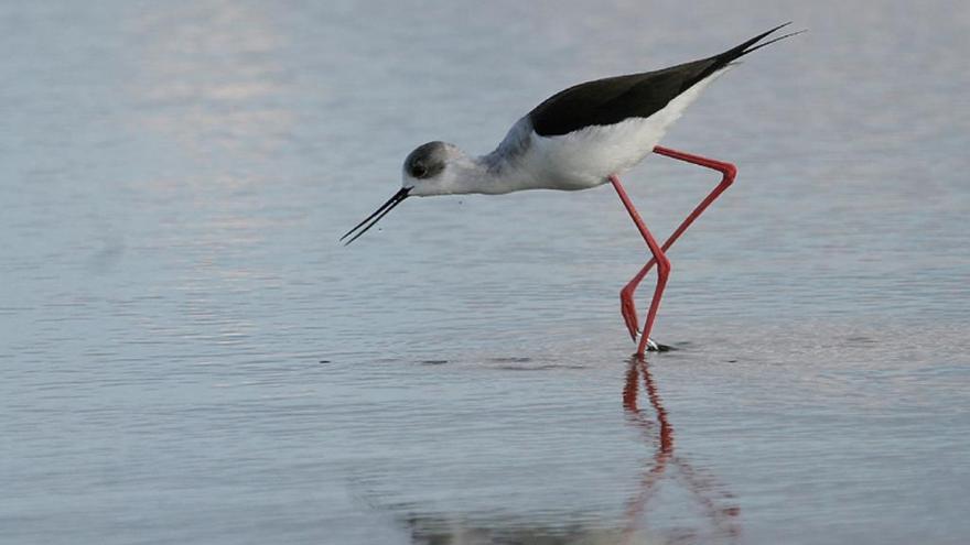 Casi 12.000 aves acuáticas pasan el invierno en las albuferas de Mallorca