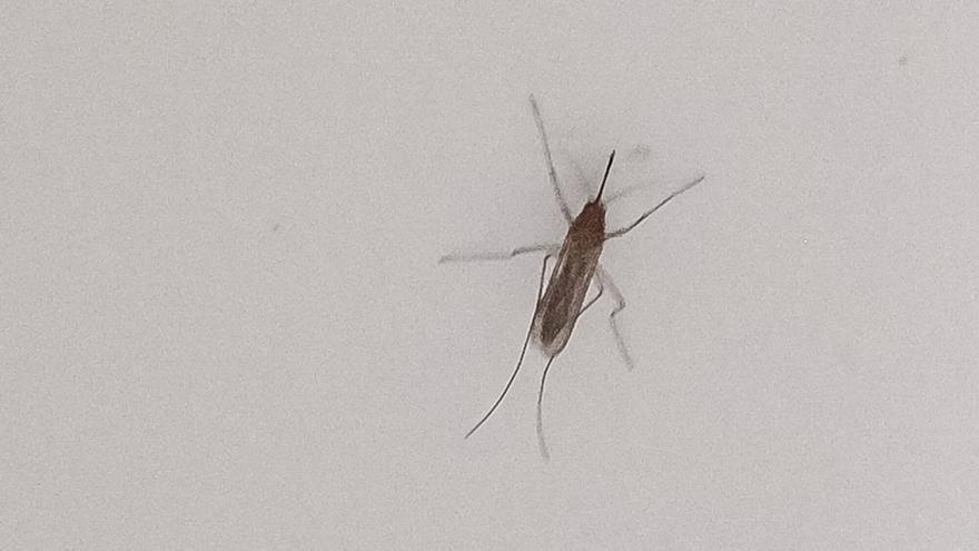 ¿Cómo luchaban los humanos contra los mosquitos en la antigüedad?
