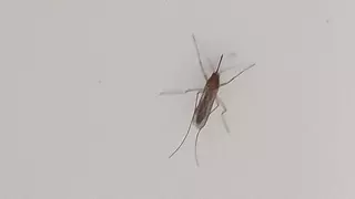 ¿Cómo luchaban los humanos contra los mosquitos en la antigüedad?