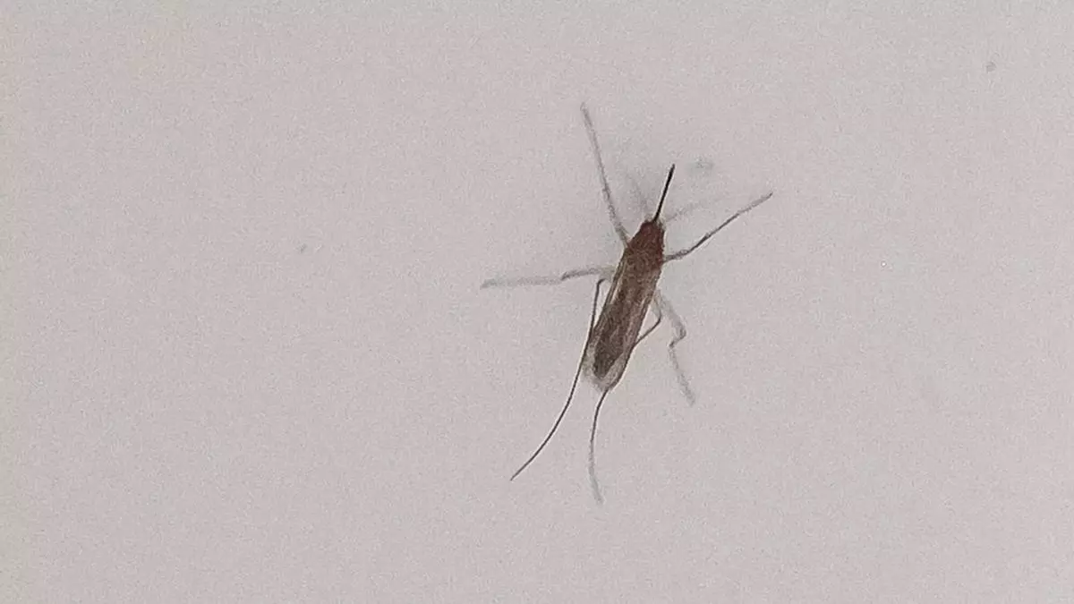 ¿Cómo luchaban los humanos contra los mosquitos en la antigüedad?