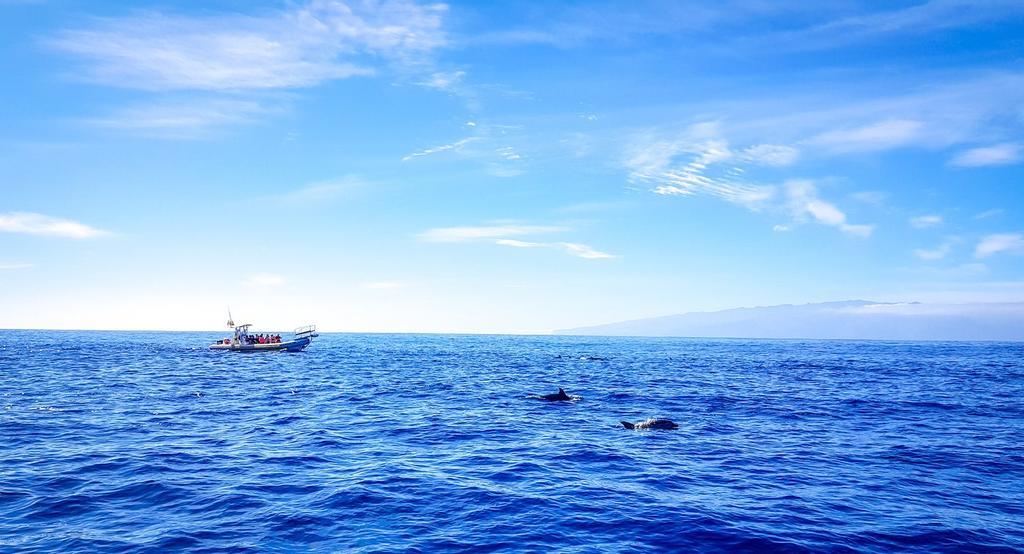 Ballenas en Tenerife