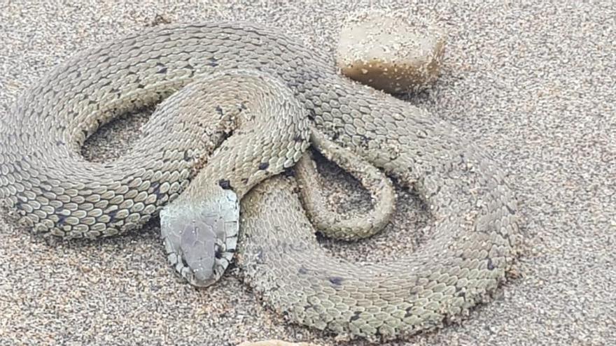 Encuentran una serpiente de collar en la playa de Salinas