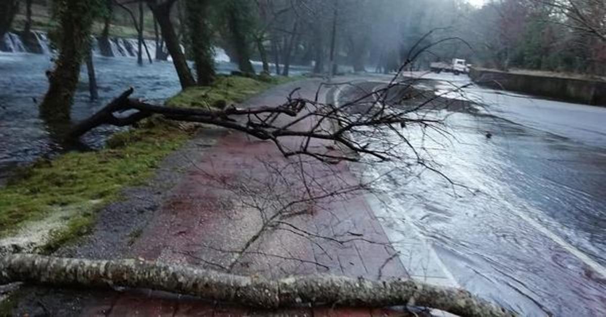 El Concello de Ponte Caldelas tuvo que retirar árboles que cayeron sobre el paseo fluvial derribados por la fuerza con la que bajaba el río.