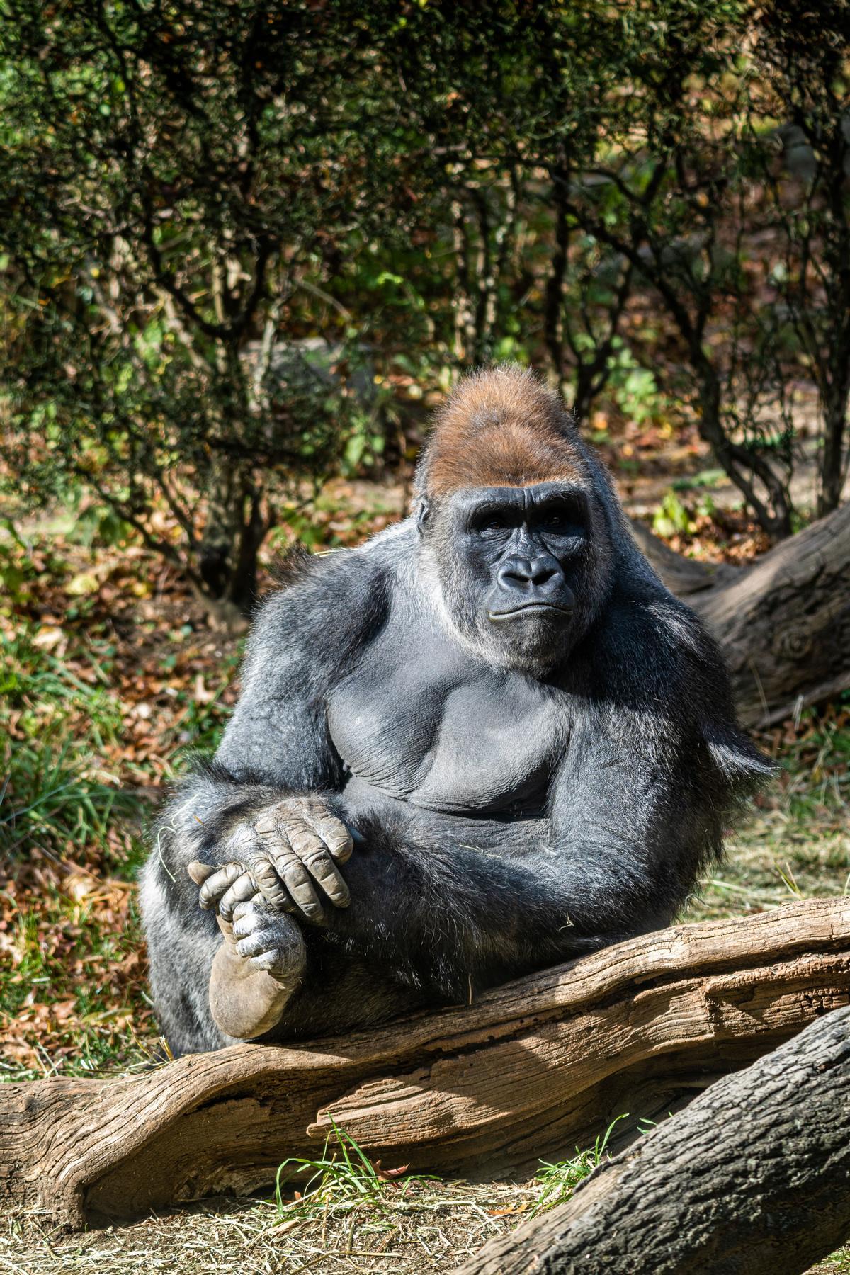 Gorilas (G. gorilla y G. beringei)