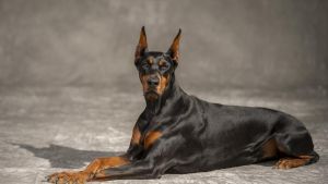 Un doberman.