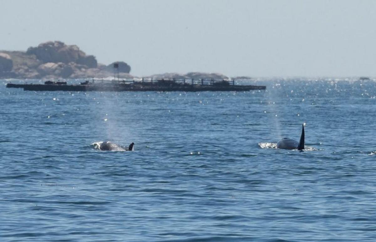 Los delfines cazan a pie de playa | COLÓN DE CANGAS / CHASULA