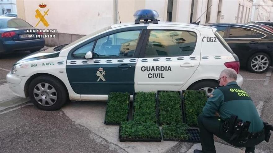 Incautan 586 plantas de marihuana en un vehículo y detienen al conductor