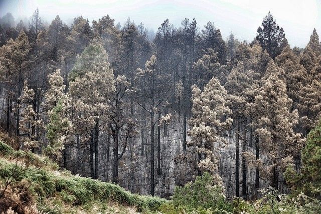 Zonas arrasadas por el incendio en el Norte de Tenerife