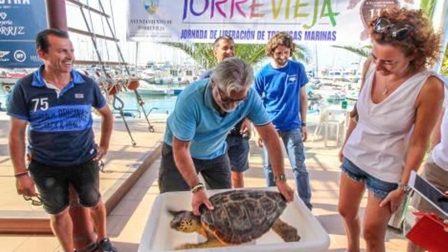 La liberación de tortugas en La Mata, una de las iniciativas que ha servido para recibir el galardón.