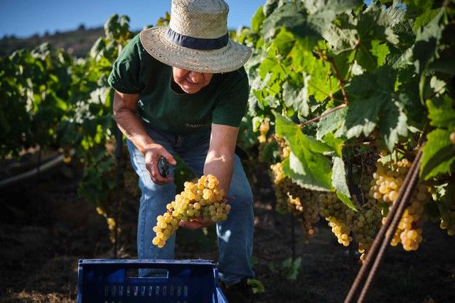 Vendimia en La Orotava, en los terrenos de bodega tajinaste