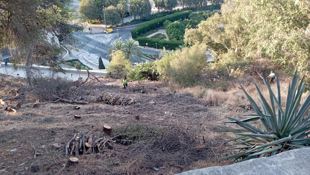 Talas en Gibralfaro el verano pasado.