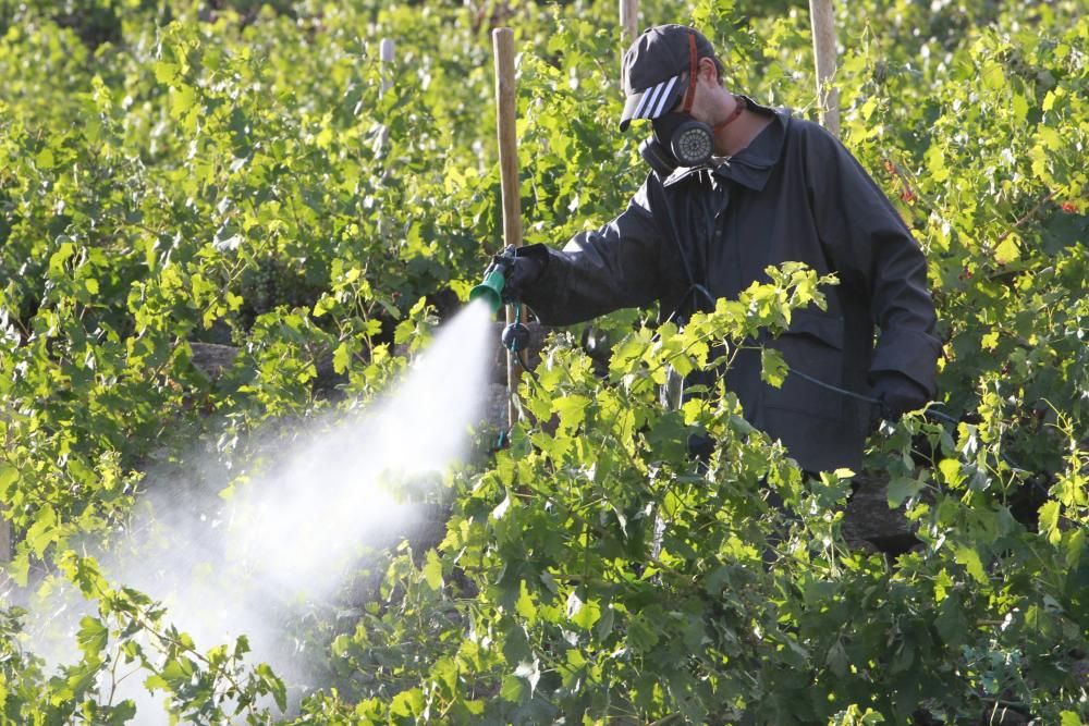 La Ribeira Sacra intenta salvar las cepas