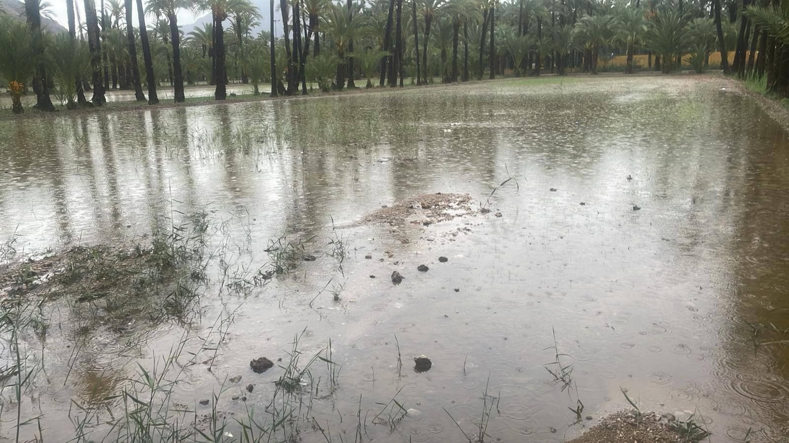 Así está el Palmeral de Orihuela después de la dana Alice