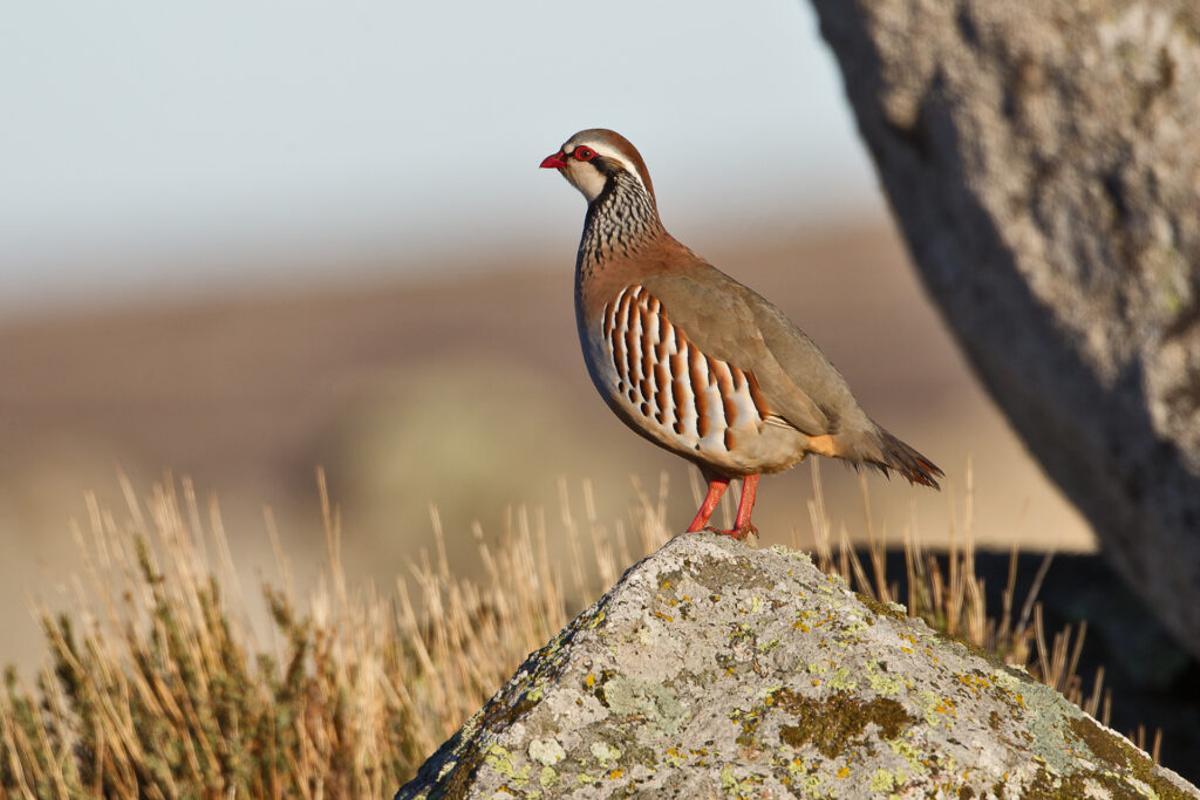 Hasta 42 especies de aves de España están en peligro de desaparición