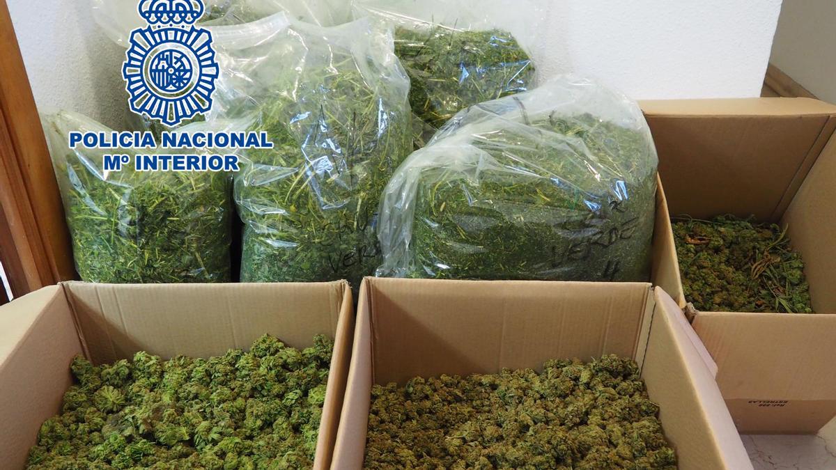 Marihuana incautada por la Policía Nacional en la plantación de Dénia