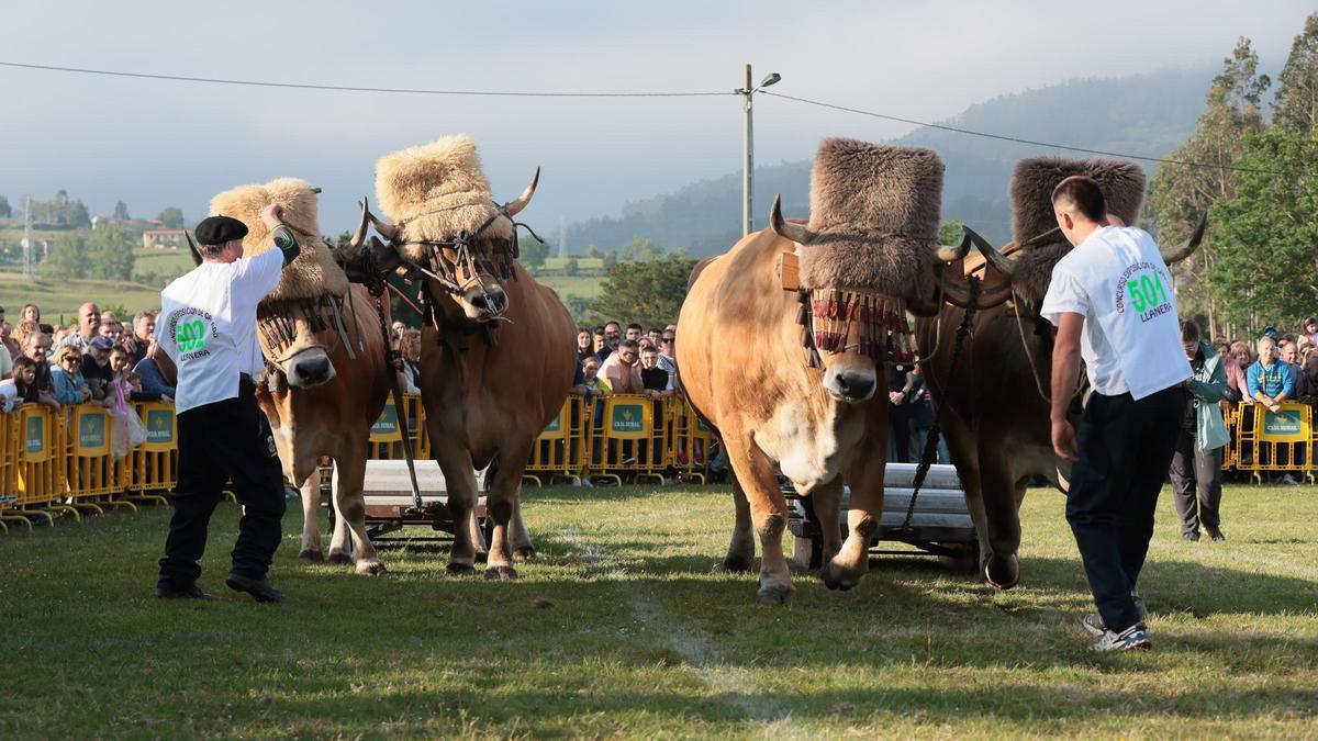 Fuerza bruta y bueyes de altura en las exhibiciones de arrastre y labranza en Llanera