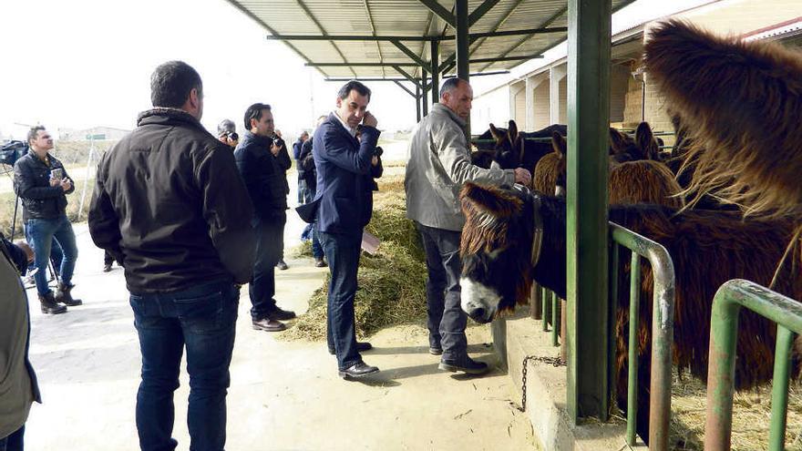 El presidente de la Diputación observa los burros en la finca de Madridanos.