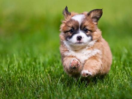 El producto para perros de Lidl que arrasa en ventas: secar y cepillar nunca fue tan fácil ...