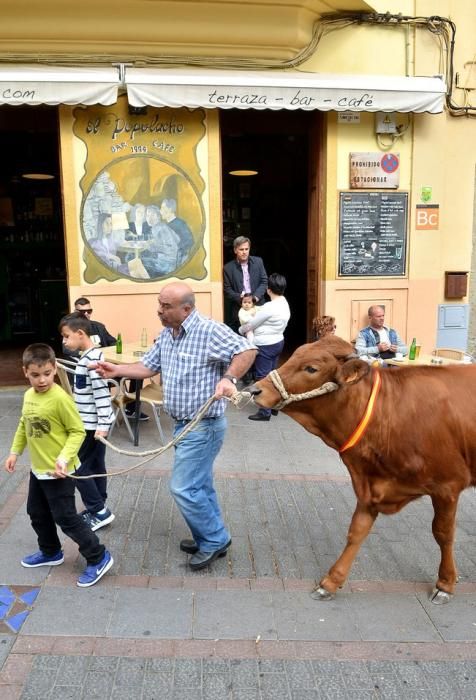 SAN SEBASTIÁN AGÜIMES PROCESIÓN GANADO