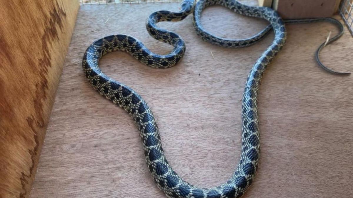 Imagen de archivo de una serpiente capturada en la isla de Ibiza.