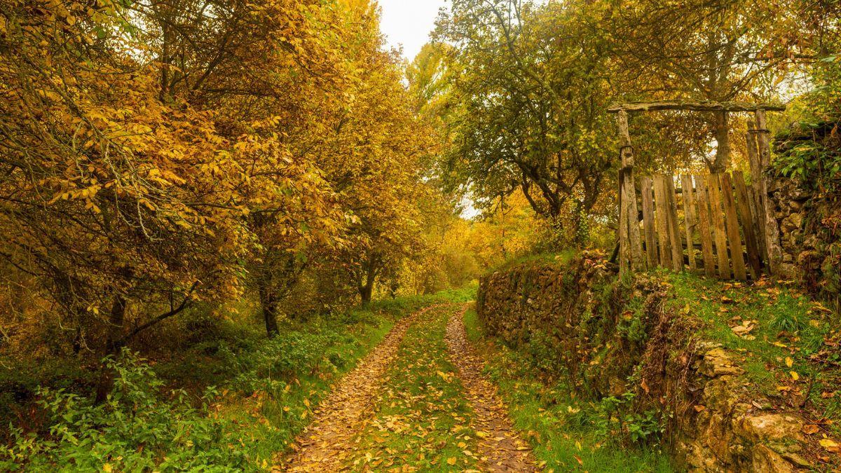 La ruta con uno de los bosques más antiguos de Europa perfecta para hacer en familia