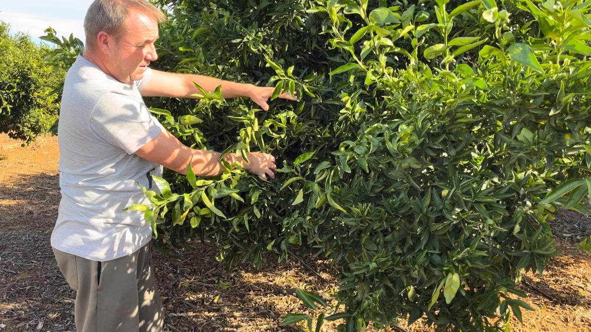 El propietario de la parcela en la que se ha producido el robo de 30.000 kilos de cítricos.