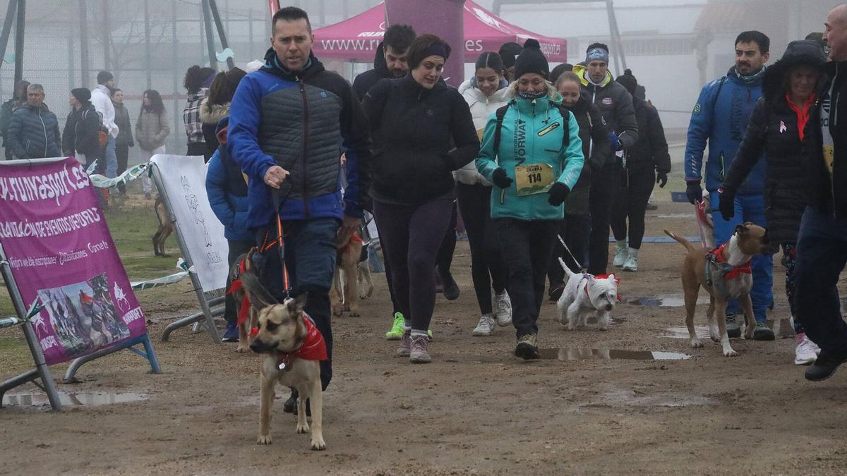 La Wau Mushing triunfa en Moraleja del Vino: perros bajo la niebla