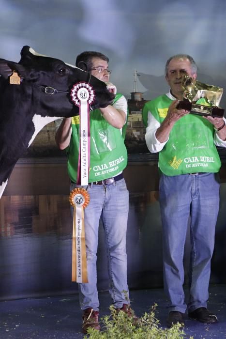 Las mejores vacas de Asturias se citan en la Feria de San Antonio de Gijón.