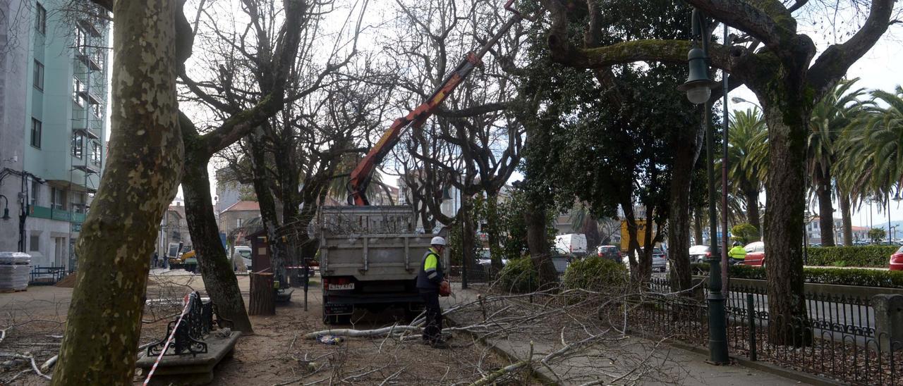 Una poda de árboles en el Paseo da Calzada