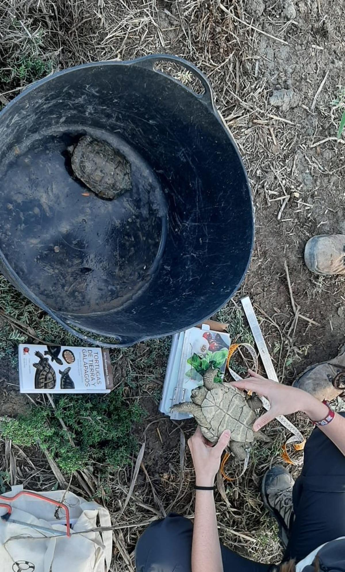 Las primeras tortugas en el Parque Natural de El Hondo se detectaron en 2024