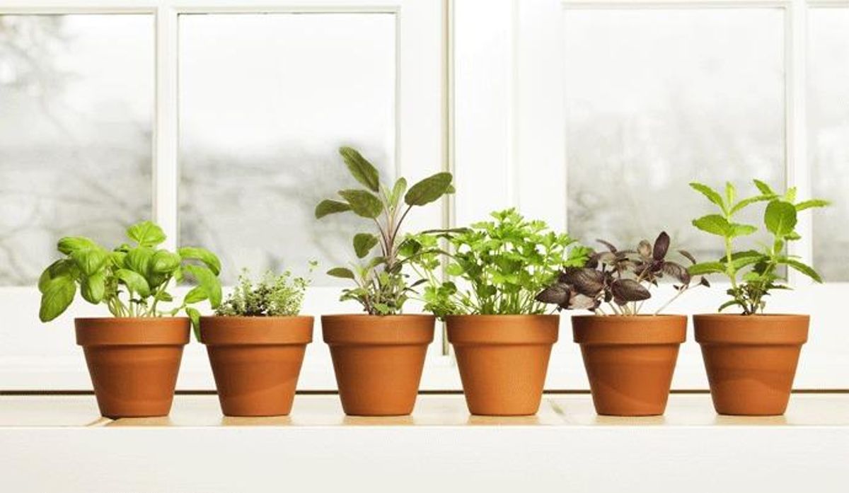 Cómo regar las plantas en verano si te vas de vacaciones