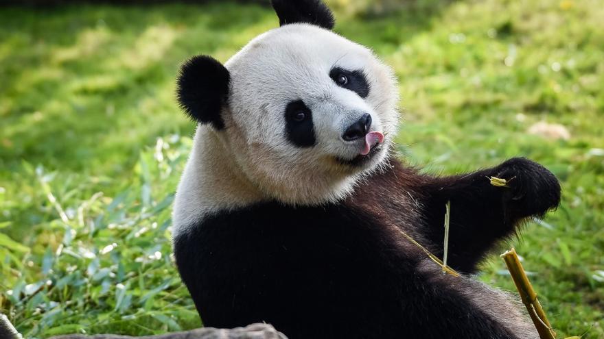 El fin de la diplomacia del oso panda