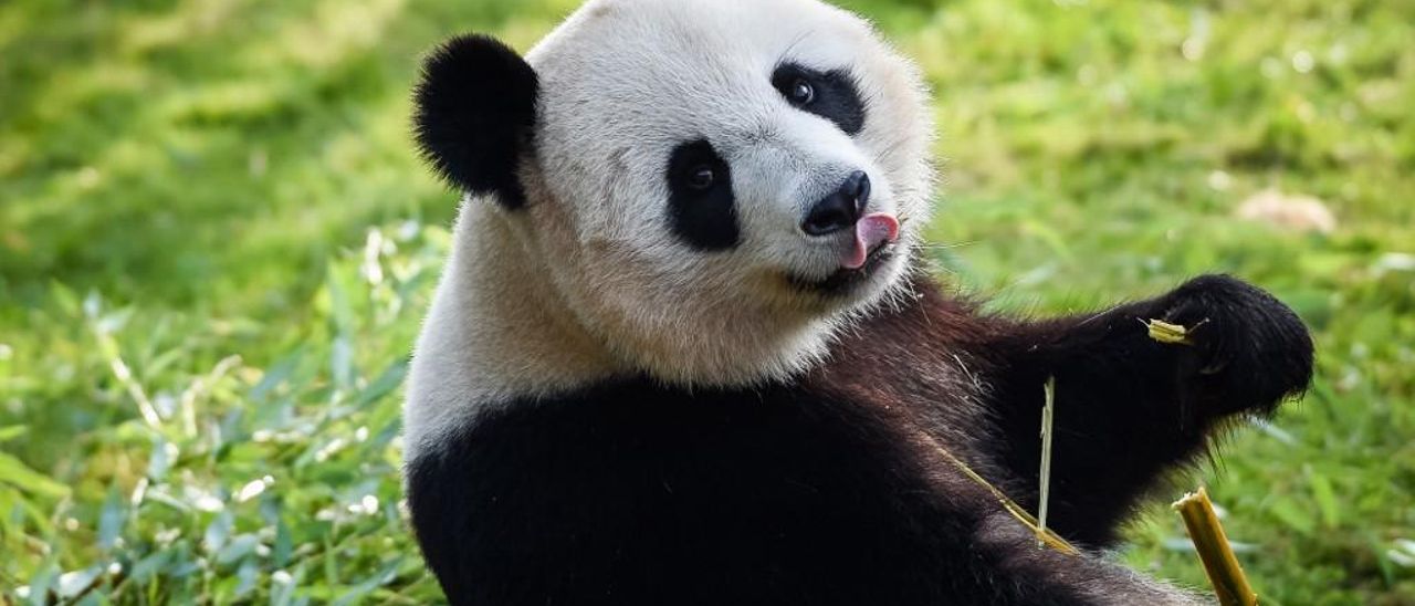 Oso panda