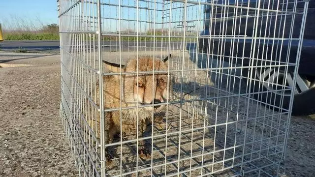 Trasladan al centro de recuperación a un zorro joven hallado herido en Xàtiva