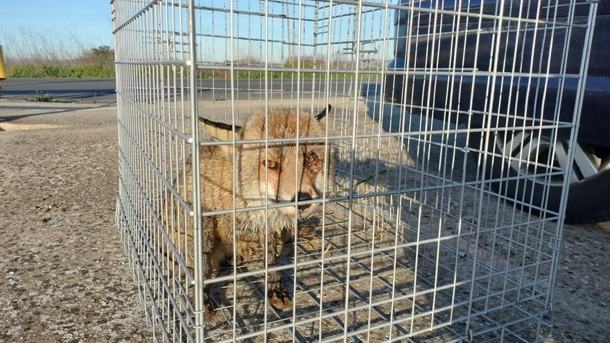 Trasladan al centro de recuperación a un zorro joven hallado herido en Xàtiva