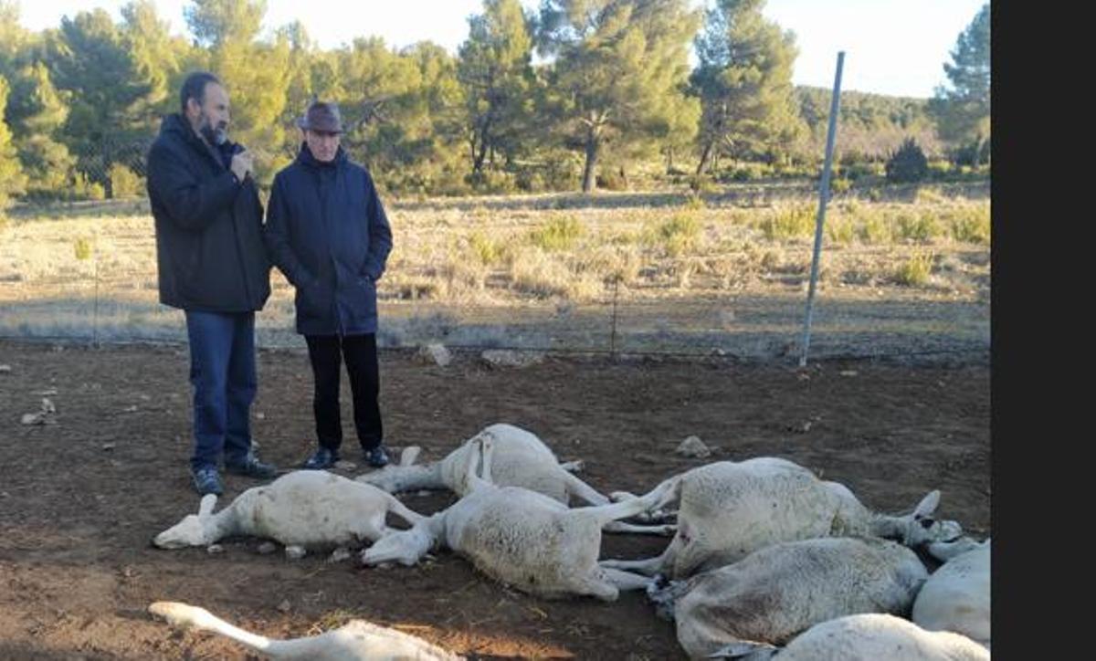 El ganadero Miguel Álvaro y Cristobal Aguado, de AVA, esta mañana en Aras de los Olmos con las ovejas muertas.