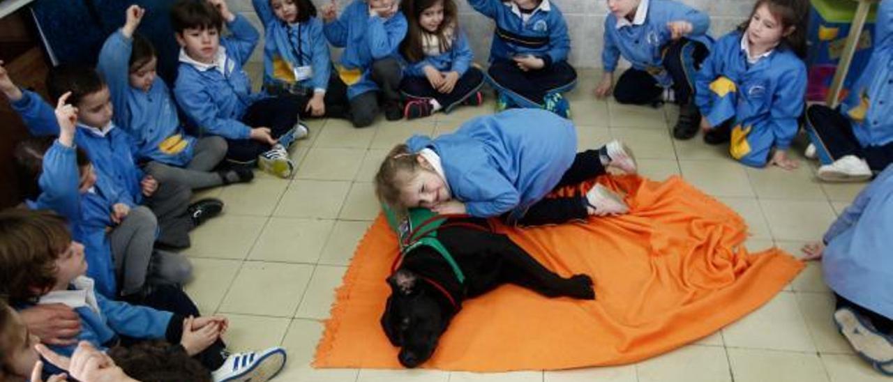 Los perros entran en las aulas