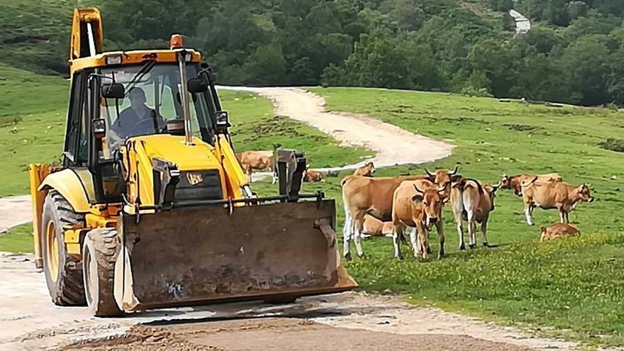 Una máquina trabaja en el tramo de zahorra, al lado de varias vacas de raza asturiana que pastan en Les Praeres.