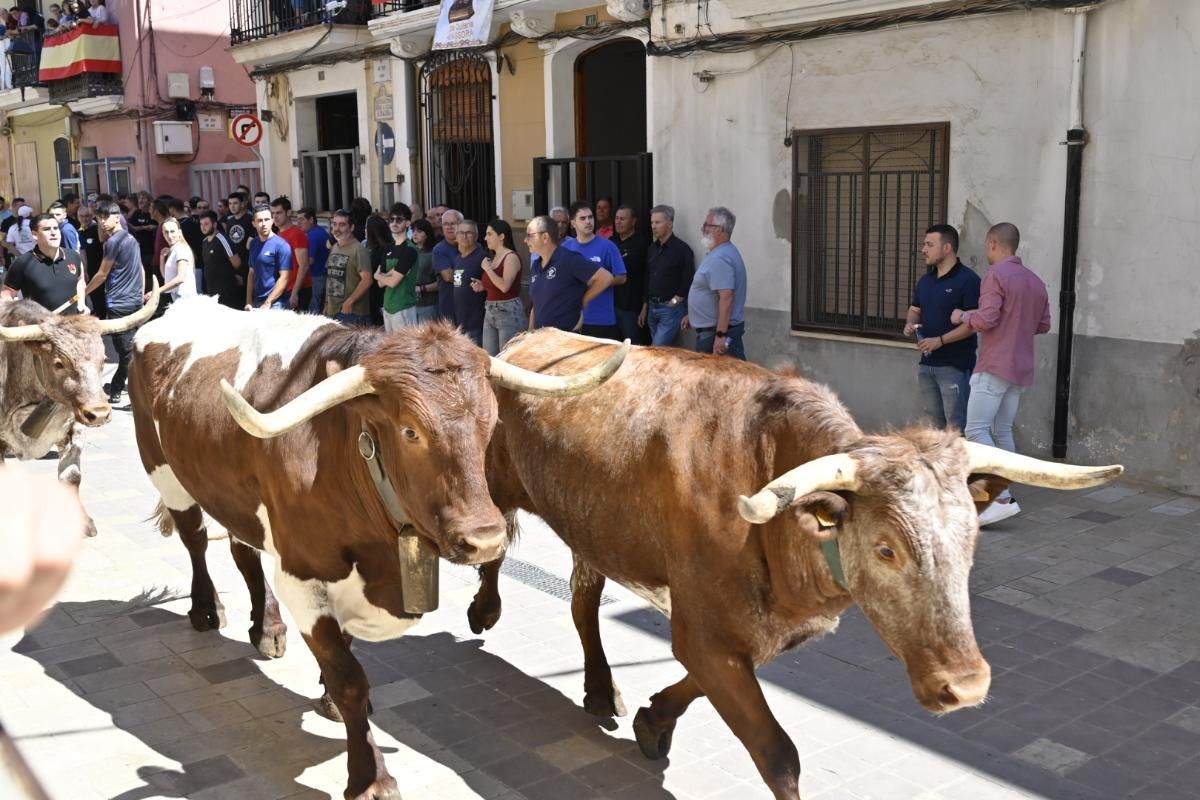 Galería | Almassora vibra con el encierro de cerriles de Gerardo Ortega