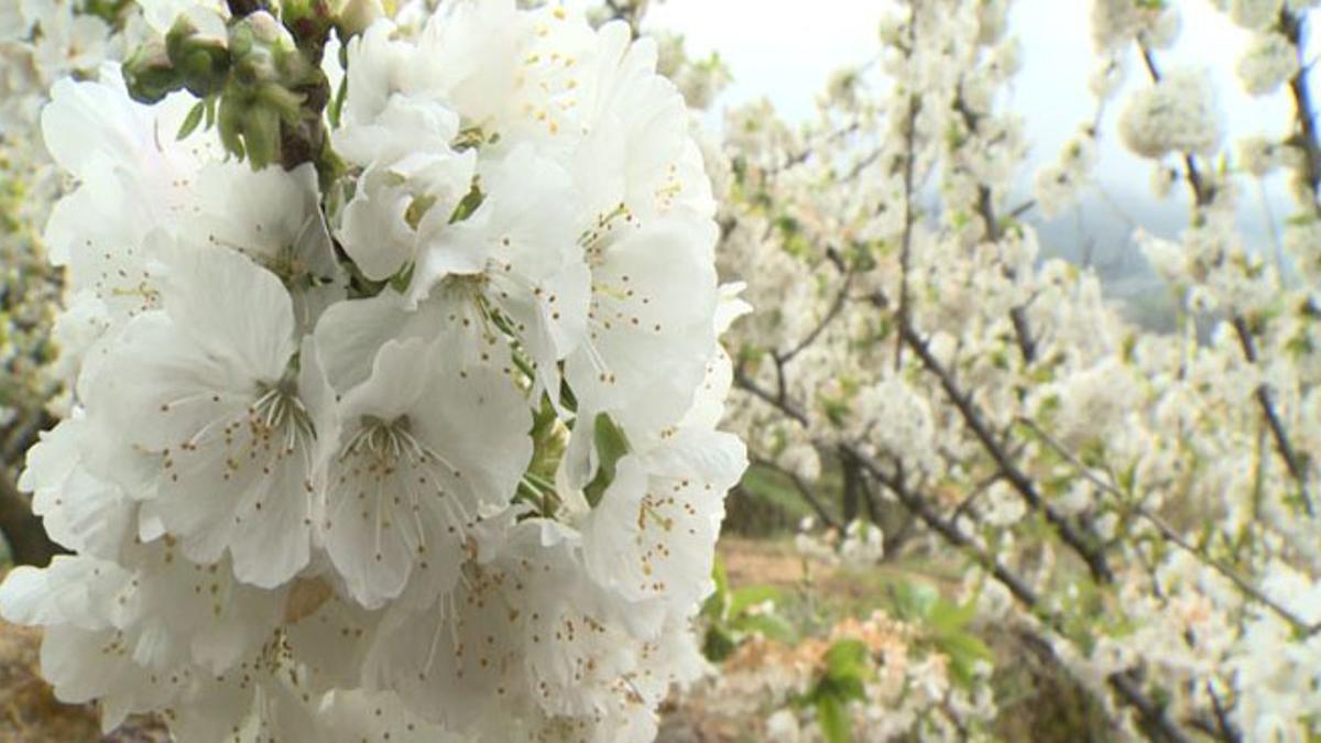 Cerezos en flor en el Valle del Jerte