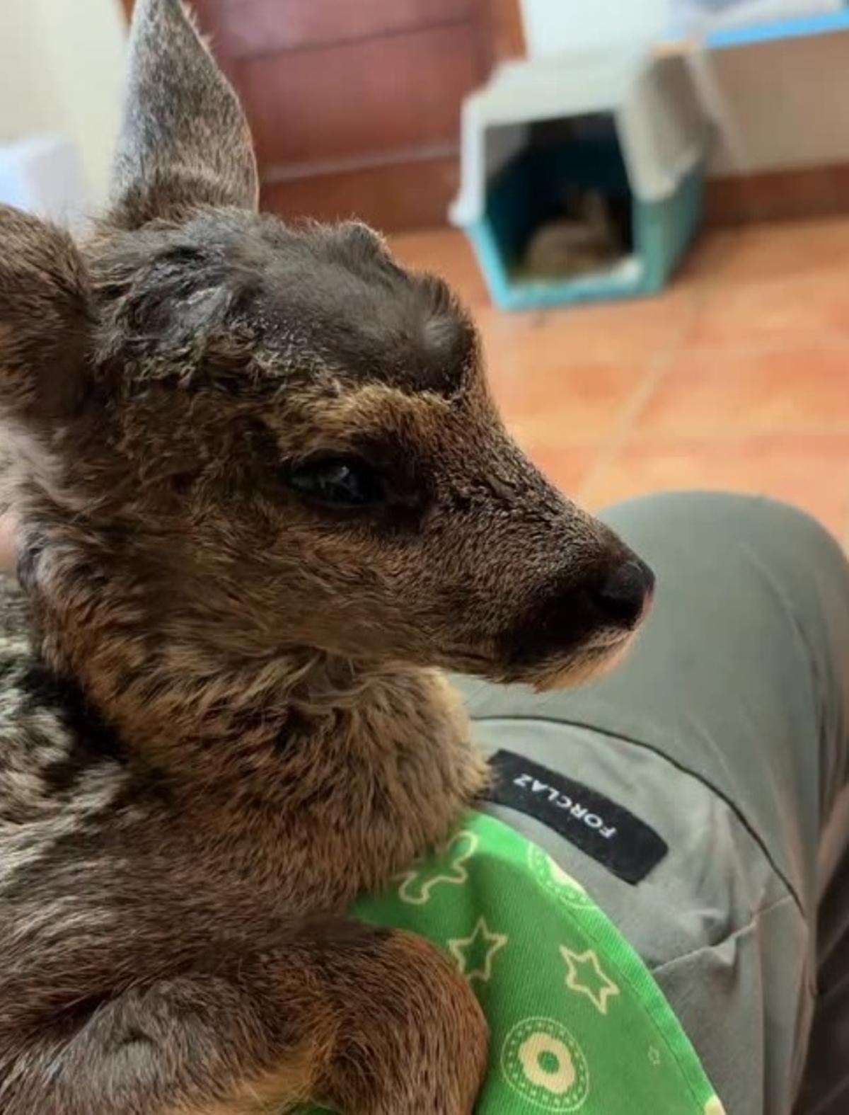 Una cria de cabiral mossegada per un gos